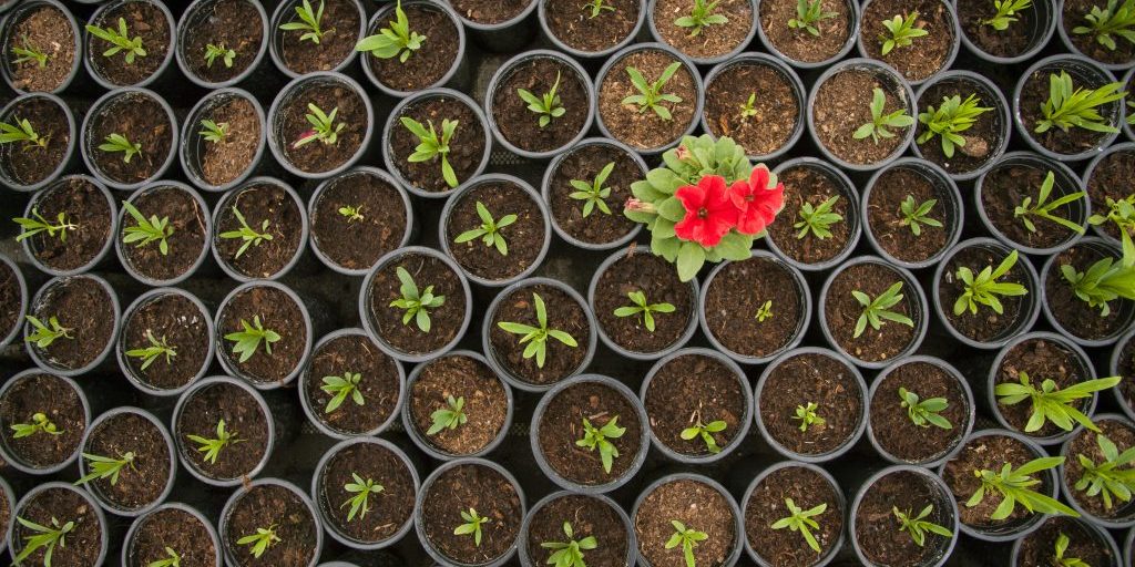 Concept for differentiate from other, leader or unique Unique growed up plant among many seedling plants. Standing out from crowd, individuality and difference concept.