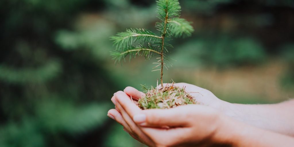Female hand holding sprout wilde pine tree in nature green forest. Earth Day save environment concept. Growing seedling forester planting.
